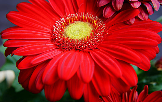Fleur marguerite rouge