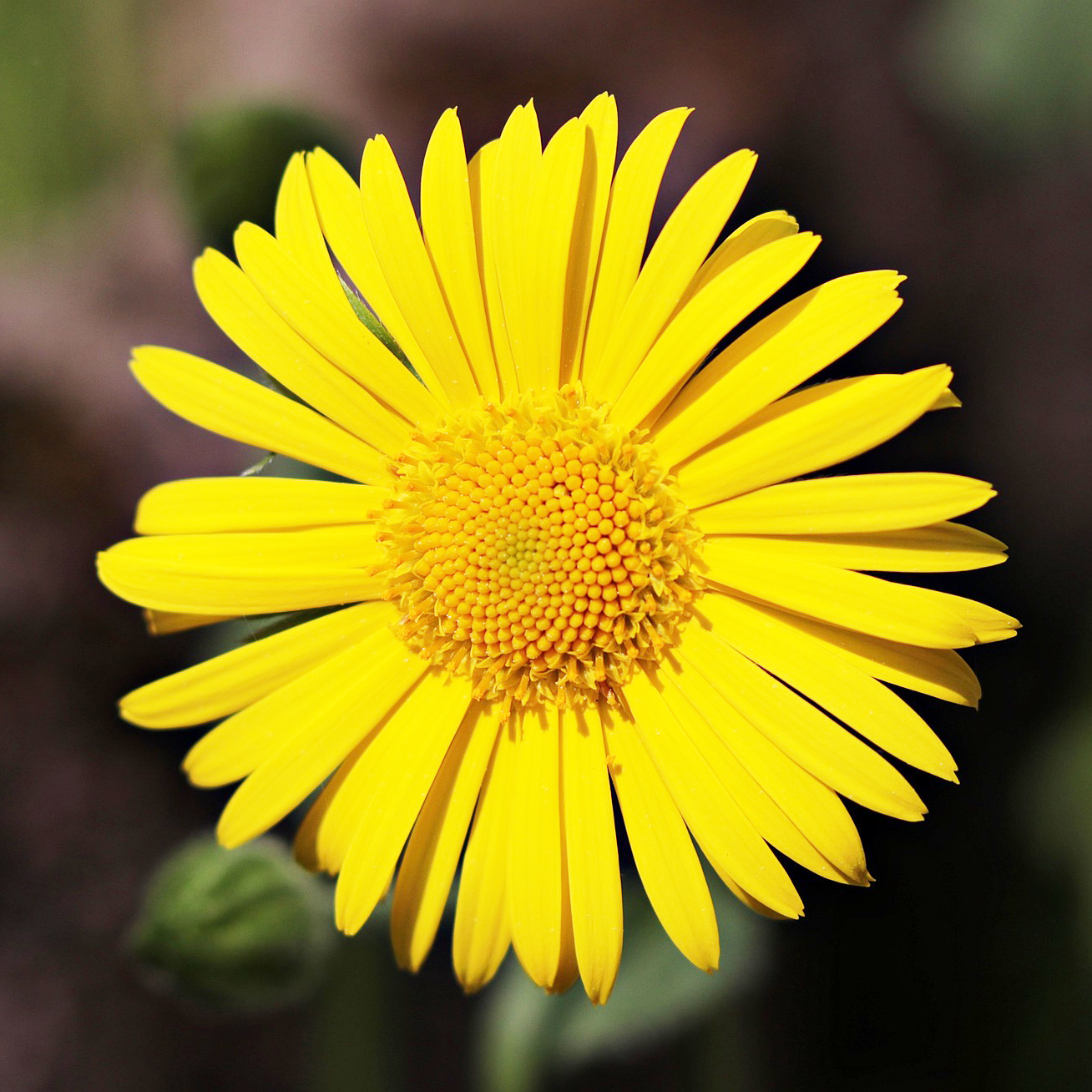 Fleur jaune Marguerite