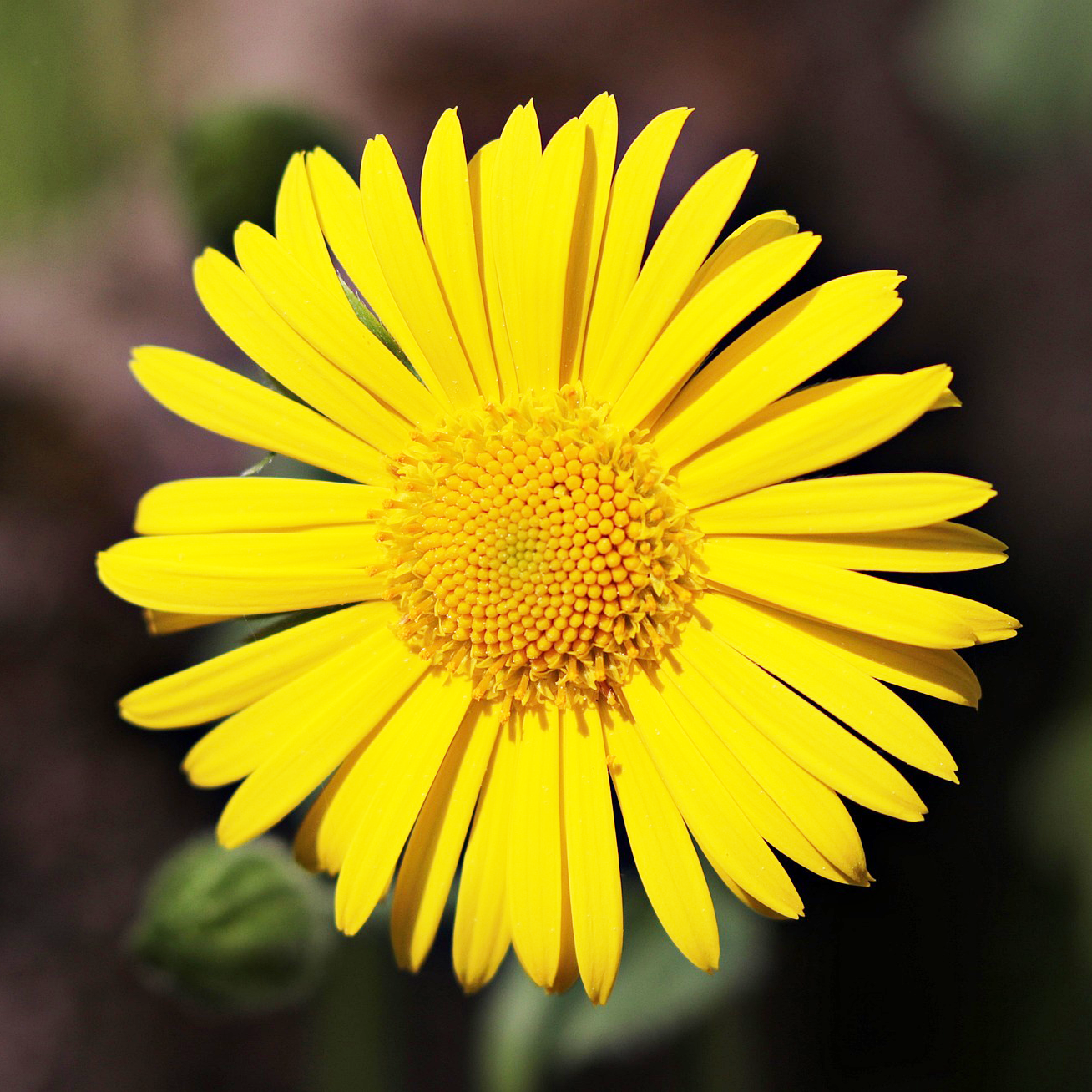 Fleur marguerite jaune