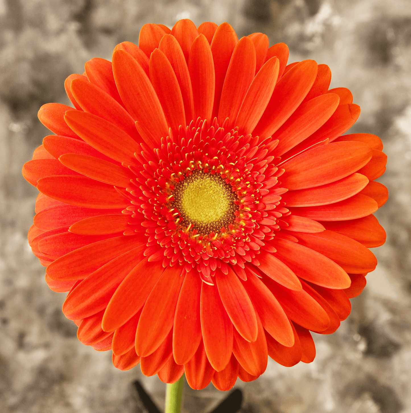 Inspiration marguerite rouge pour les boucles d'oreilles Corinne Céramique